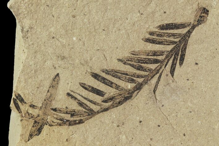 Metasequoia (Dawn Redwood) Fossils - Montana #102339